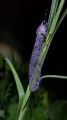 Acanthaclisini