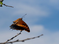 Charaxes saturnus