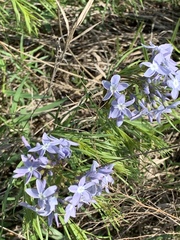 Amsonia ciliata