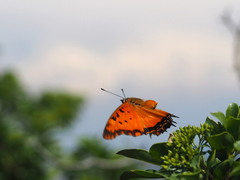 Charaxes jahlusa rex