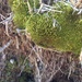 Weissia brachycarpa - Photo (c) Tom Neily,  זכויות יוצרים חלקיות (CC BY-NC), הועלה על ידי Tom Neily