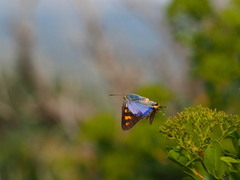Cigaritis natalensis