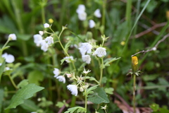 (c) Katie Kucera, some rights reserved (CC BY) Phacelia fimbriata, photograph (c) Katie Kucera, some rights reserved (CC BY)