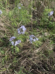 Amsonia ciliata