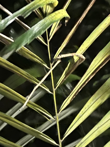 Calamus melanochaetes observed 2026-04-27