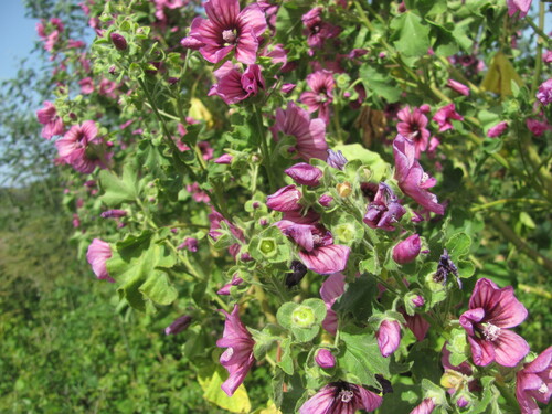 Malva arborea