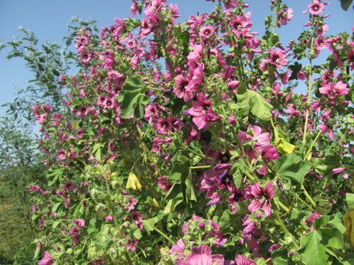 Malva arborea