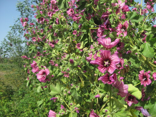 Malva arborea