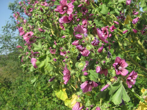 Malva arborea