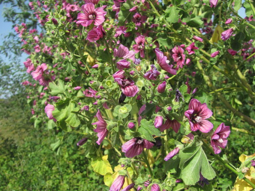 Malva arborea