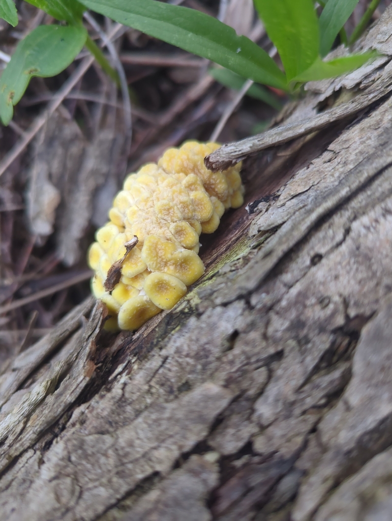Pleurotus citrinopileatus · April 2026 · photo: © jessdraws (iNaturalist, cc0)