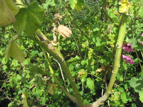 Malva arborea