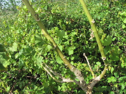 Malva arborea