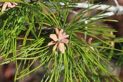 Pinus clausa