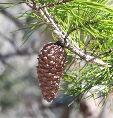 Pinus clausa