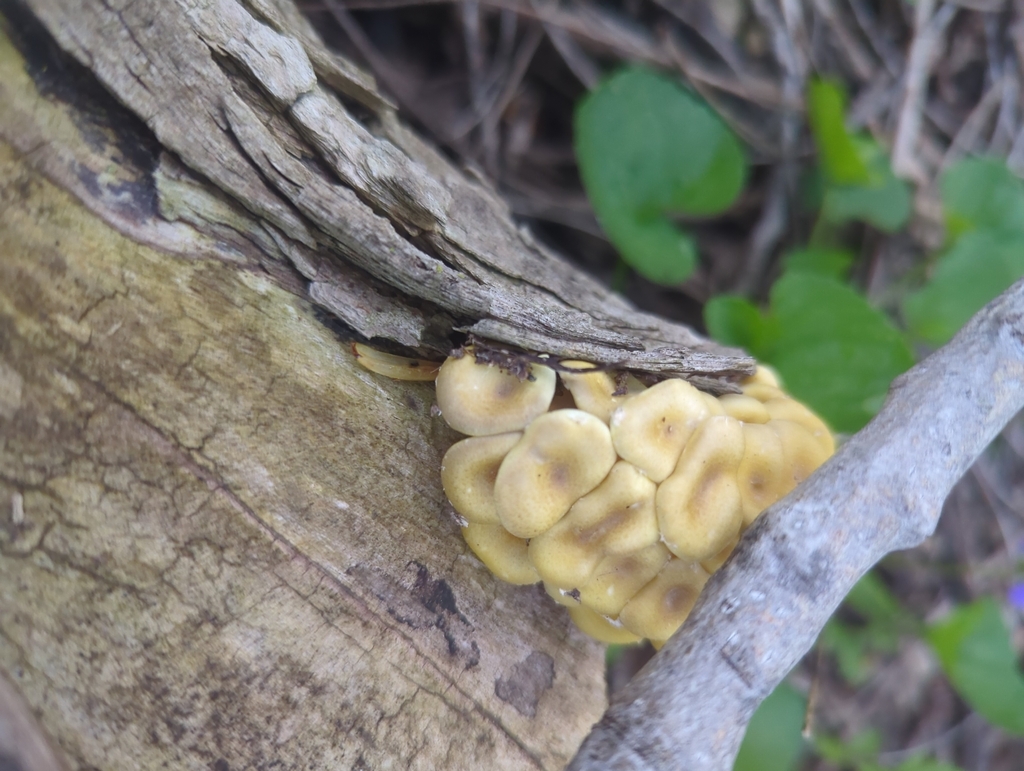 Pleurotus citrinopileatus · April 2026 · photo: © jessdraws (iNaturalist, cc0)