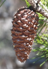 Pinus clausa