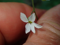 Lithophragma cymbalaria