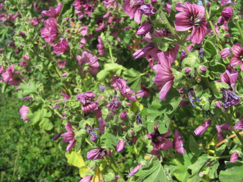 Malva arborea