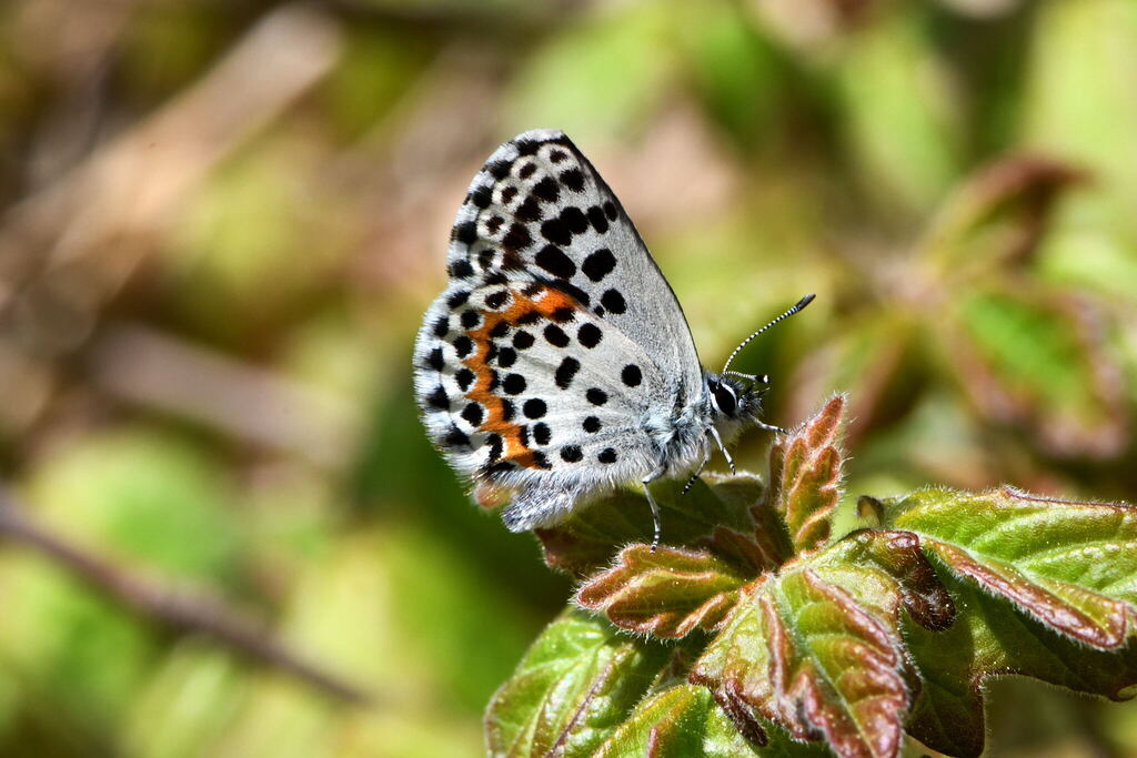 Chequered Blue
