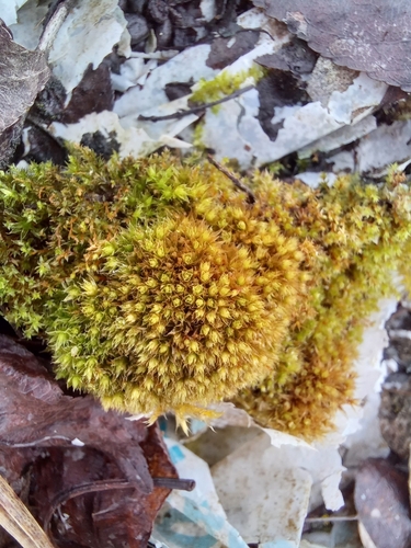 Gemmabryum caespiticium observed 2026-04-26