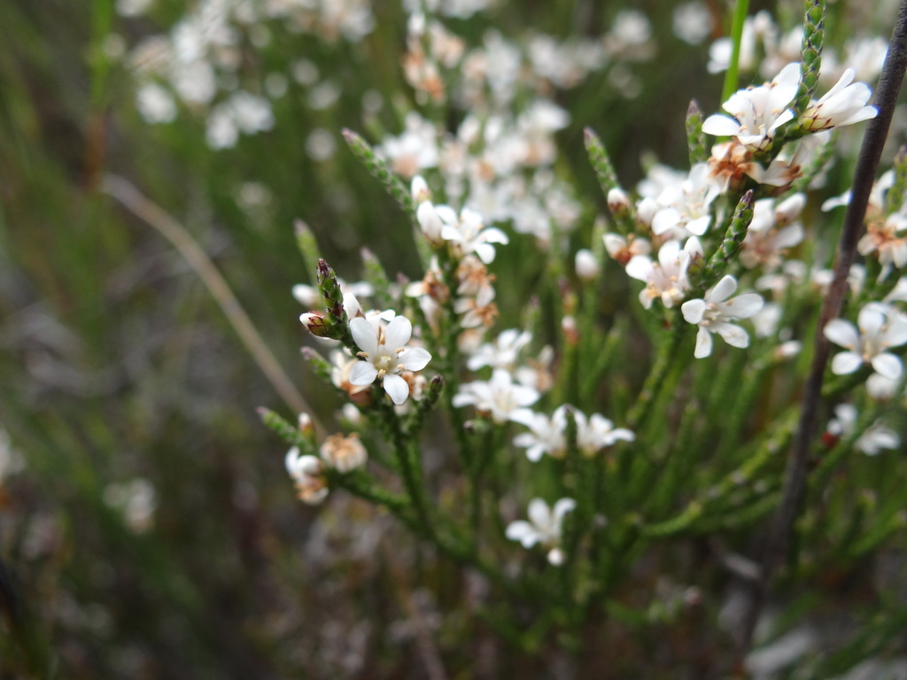 Audouinieae