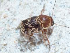 Pachybrachis turbidus