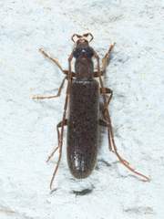 Sparedrus aspersus