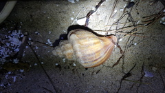 Neptunea cumingii