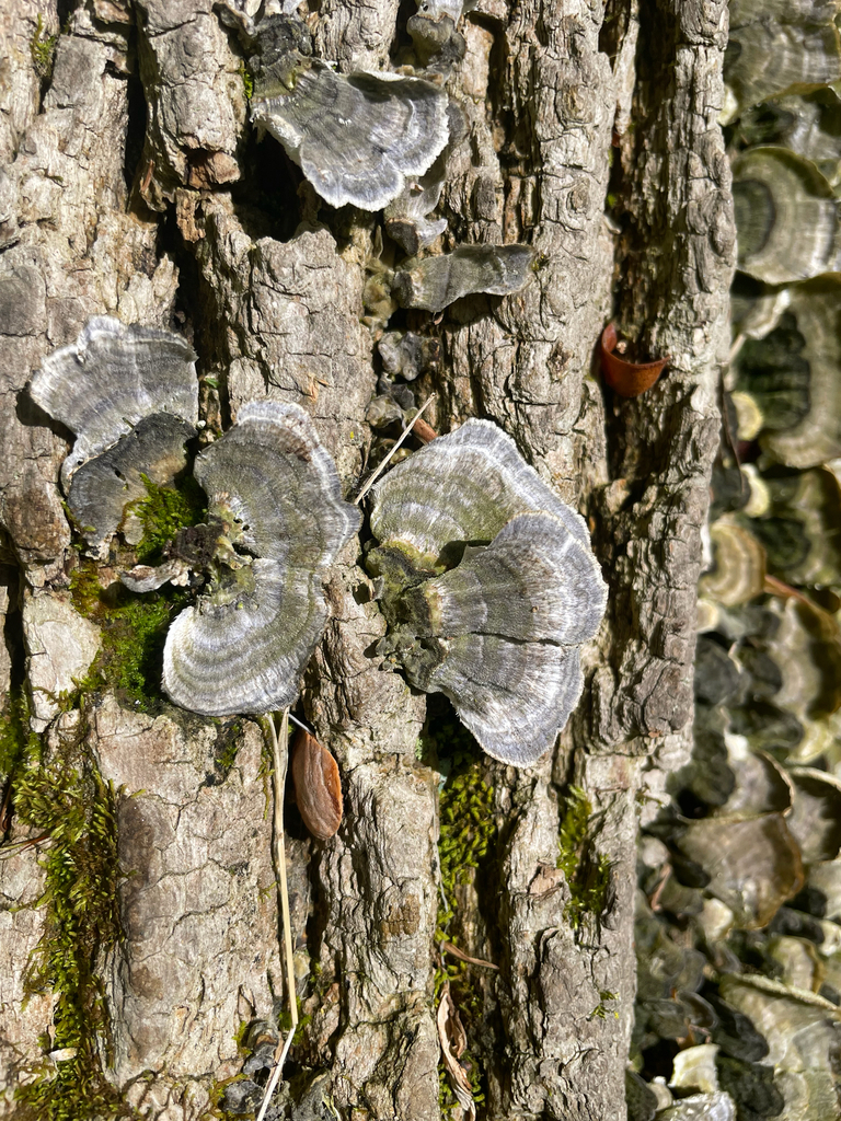 Trametes versicolor · April 2026 · photo: © rinnyvanvan (iNaturalist, cc-by-nc)