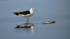 Larus atlanticus