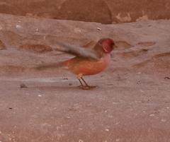 Carpodacus synoicus