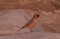Carpodacus synoicus
