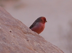 Carpodacus synoicus