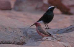 Carpodacus synoicus