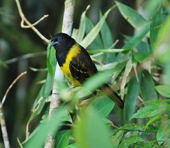 Carpornis cucullata