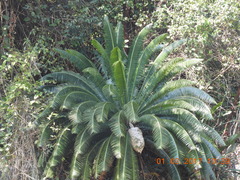 Dioon spinulosum