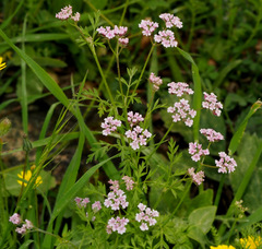 Chaetosciadium trichospermum