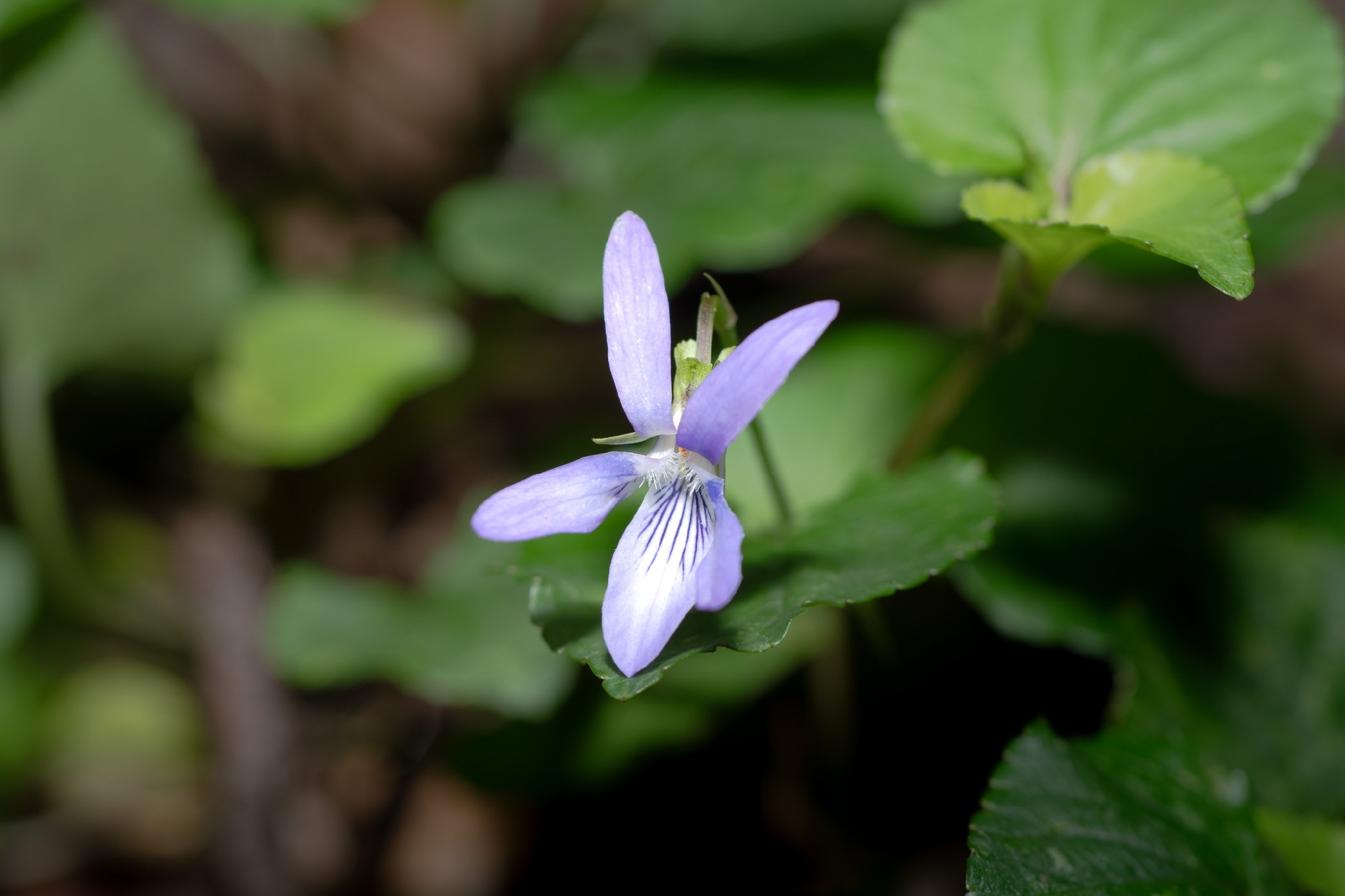 Violeta de monte