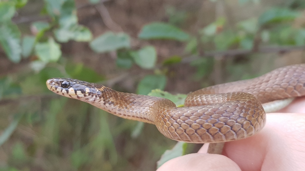 Japanese Keelback from Ongjin, Incheon, South Korea on September 3 ...