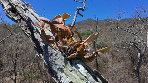 Myrmecophila galeottiana, photograph 2