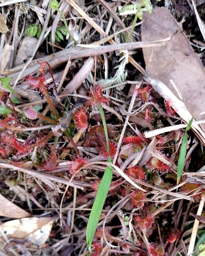 Drosera oblanceolata
