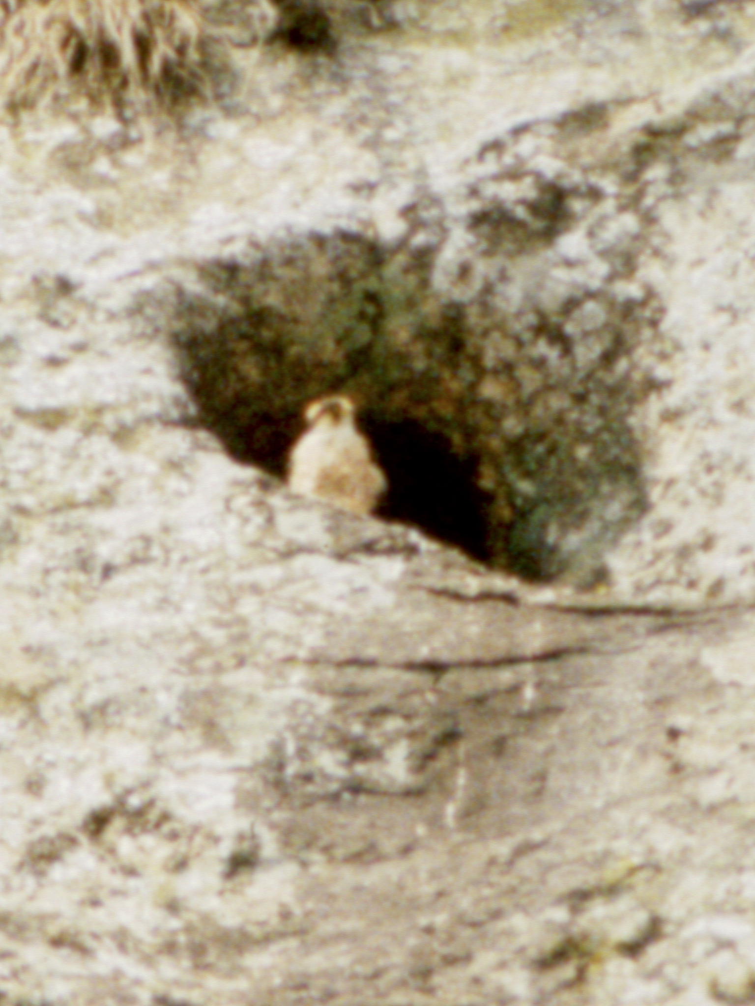 Taita Falcon (Falco fasciinucha), photo 5