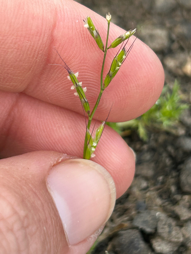 Pleuropogon californicus, 2026-04-26