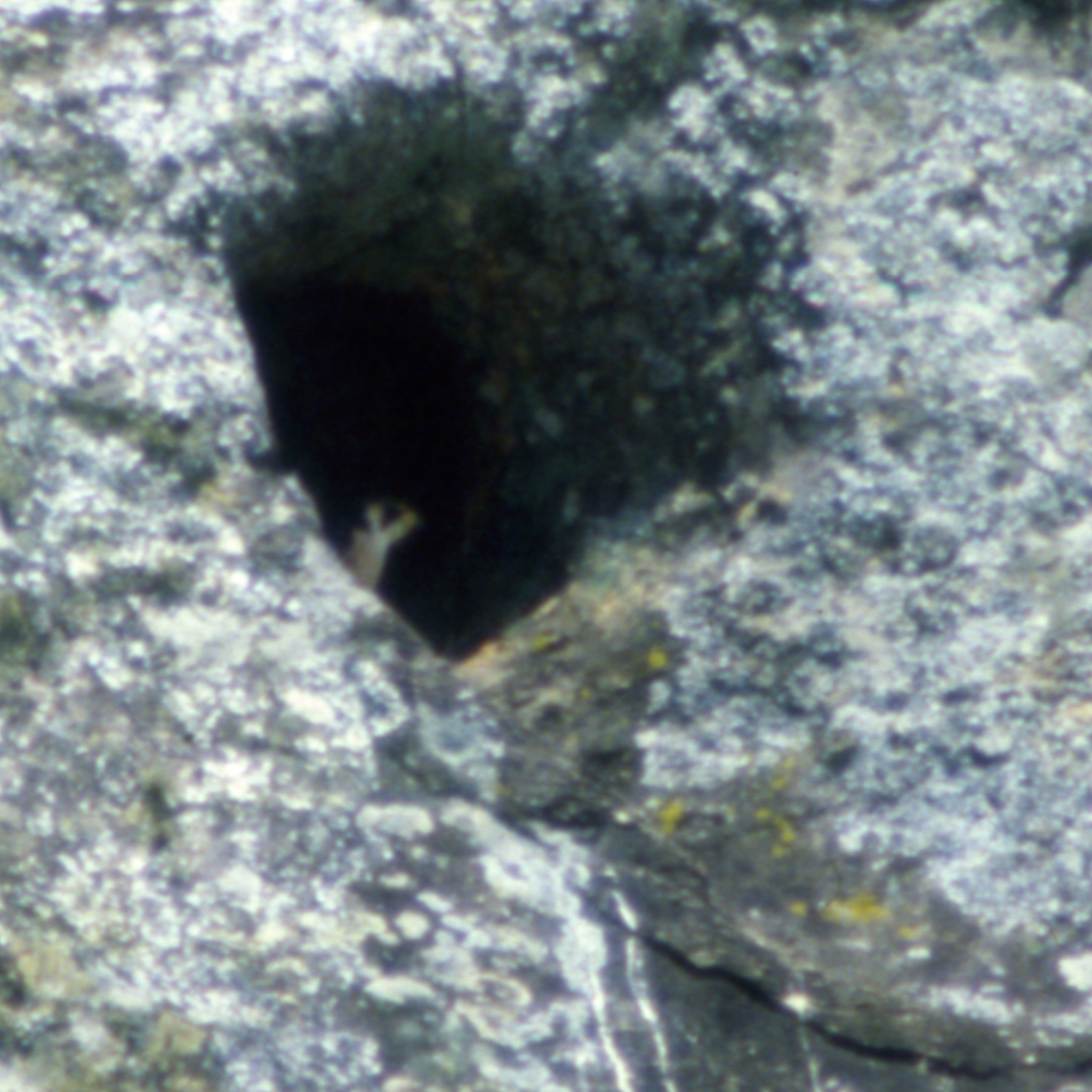 Taita Falcon (Falco fasciinucha), photo 3