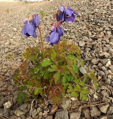 Aquilegia flabellata