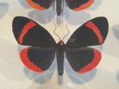Lepidoptera