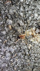 Bidentolophus bidens