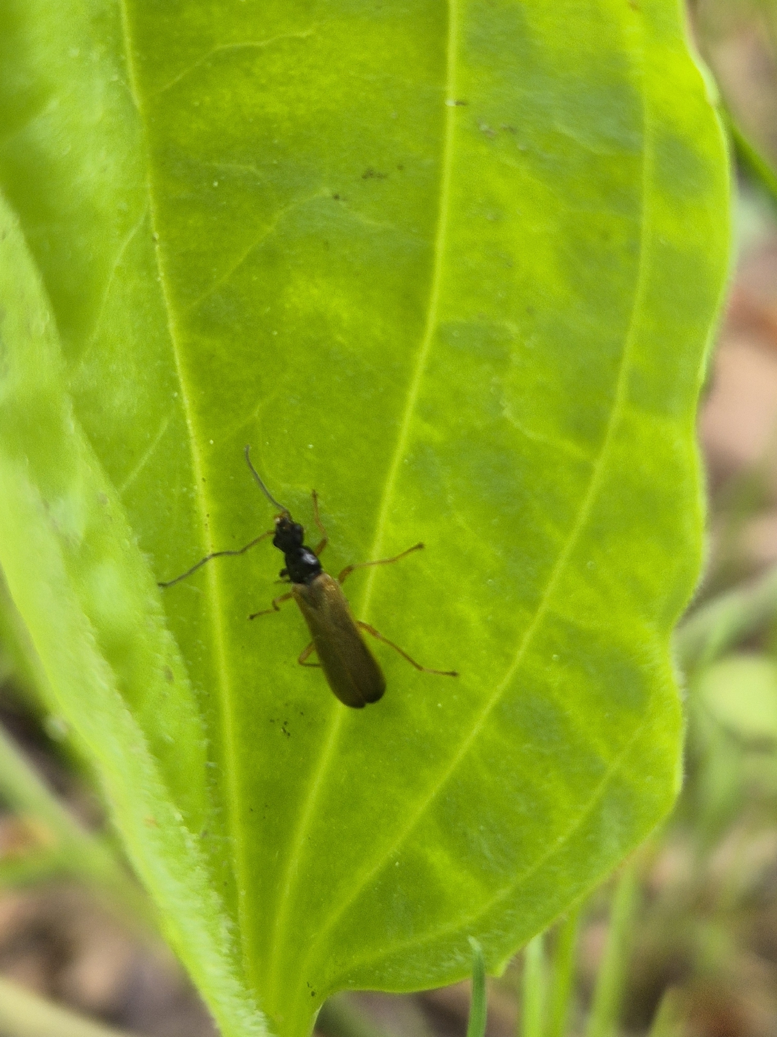 Rhagonycha lignosa