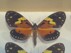 Lepidoptera